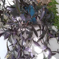 گل زیبا و سر زنده خانگی|گل و گیاه طبیعی|زنجان, |دیوار