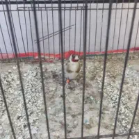 سهره نر مست رامشیر