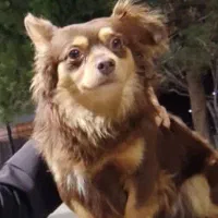 سنگ پاکوتاه