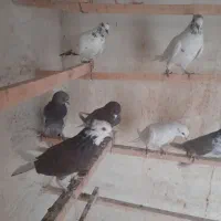 کبوتر|پرنده|آران و بیدگل, |دیوار