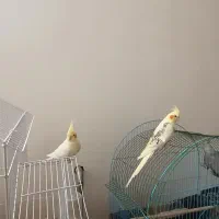 عروس هلندی یه ساله|پرنده|سلماس, |دیوار