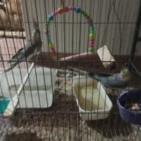 عروس هلندی نر و ماده قیمت 2500000