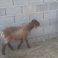 یک عدد بره قربانی ماده سر حال خوش خوراک