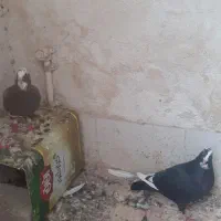 فروش یا معاوضه با مرغ یا خروس|پرنده|کرمان, |دیوار