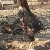 مرغ و خروس لاری