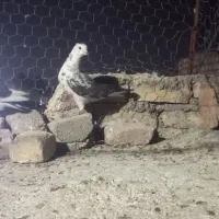 چند دونه کبوتر فروشی