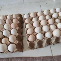 تخم مرغ تازه