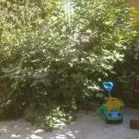 زیر زمین گلخانه‌ای در انسجام