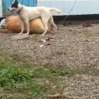 سگ هاستگی زانبی|سگ|طاهرگوراب, |دیوار