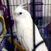 عروس هلندی جفت مولد|پرنده|ارومیه, |دیوار