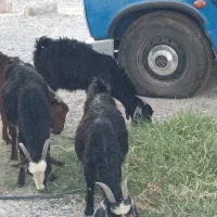 فروش گوسفند محلی|حیوانات مزرعه|رودخانه, |دیوار