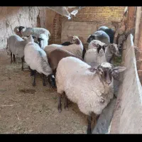 تعدادی رومانوف وبره نر گوشتی  به فروش می‌رسد|حیوانات مزرعه|تبریز, |دیوار