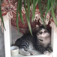گربه گمشده
