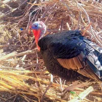 بوقلمون ۱ ساله نر