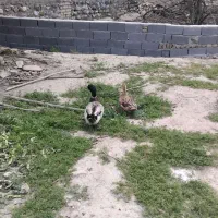 اردک