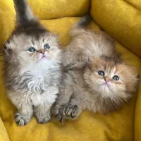 گربه|گربه|گرمدره, |دیوار