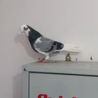 دوبر طوقی گرفته شدن