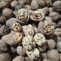 گردو درگز ریشخوار درجه یک