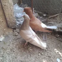 دو عددکبوتر  دم سفید ماده