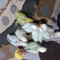 فروش جوجه کوتوله