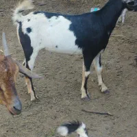 نری گوشتی|حیوانات مزرعه|قشم, |دیوار