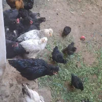 فروش 52 تا مرغ و خروس برهما مرندی سلطان