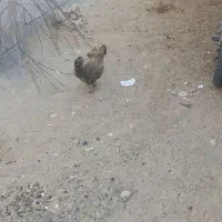 مرغ با دو جوجه دو ماه|حیوانات مزرعه|فاریاب, |دیوار