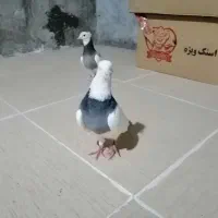 فروش یک جفت طوقی پالخت و نر گیج و گره زمینی|پرنده|لامرد, |دیوار