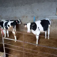 گوساله (قطع شیر)