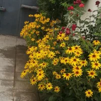 باغبانی درخت و گل کاری خاک باغچه وکود|خدمات باغبانی و درختکاری|مشهد, هفت تیر (حافظ)|دیوار