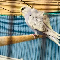 مرغ عشق پروانه ای|پرنده|بندر ماهشهر, |دیوار