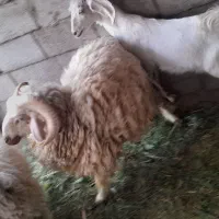 بره نر|حیوانات مزرعه|گنبکی, |دیوار