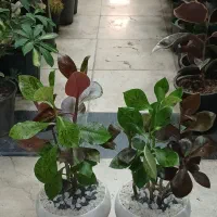 حراج گل فردوس