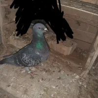 زاجر نرمعاوضه با کبوتر دیگه بجز زاجر
