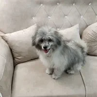 سگ فانتزی گم شده