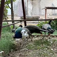 طاووس|پرنده|بیرجند, |دیوار