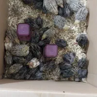 جوجه بلدرچین یک روزه تا ۴۰ روزه|حیوانات مزرعه|کرمانشاه, |دیوار