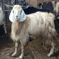 بز نر اصیل پاکستانی