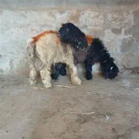 کوه تخمی|حیوانات مزرعه|گتوند, |دیوار