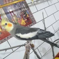 طوطی|پرنده|ایذه, |دیوار