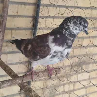 کبوتر پرشی(گرو)|پرنده|شاهین‌شهر, شهرک گلدیس|دیوار