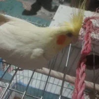 فروش عروس هلندی ماده تخم گذار