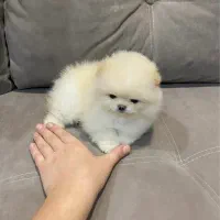 سگ پامر خرسی مستقیم از پرورشدهنده بدون واسطه|سگ|شیراز, باهنر|دیوار