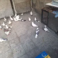 کفتر پرنده