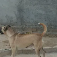 سلام سگ ماده سرابی سگ ماده روبای