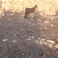 بزهل هم داشت هم کشت|حیوانات مزرعه|لالی, |دیوار