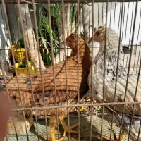 جوجه مرغ|حیوانات مزرعه|کهک, |دیوار