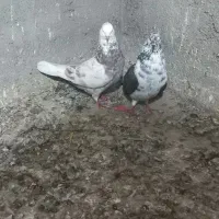 حیوانات|پرنده|بندر ترکمن, |دیوار