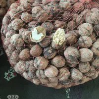 گردوخشک و کاغذ ی روغنی