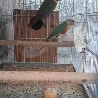 فروش تعداد طوطی|پرنده|پارسیان, |دیوار